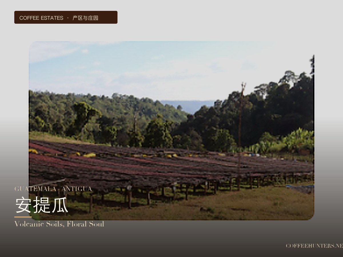 危地馬拉·安提瓜：火山土壤與花果的經典碰撞
