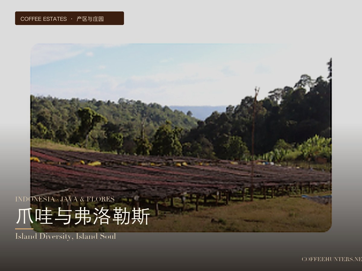 印度尼西亞·爪哇與弗洛勒斯：島嶼多元風味