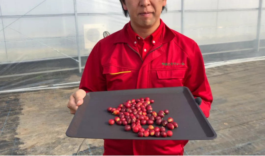 日本岡山首產本土咖啡豆！溫室種植技術與風味潛力解析