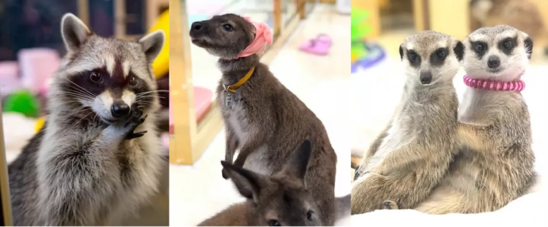 韓國禁野生動物咖啡廳 瞭解動物福利與衛生隱憂