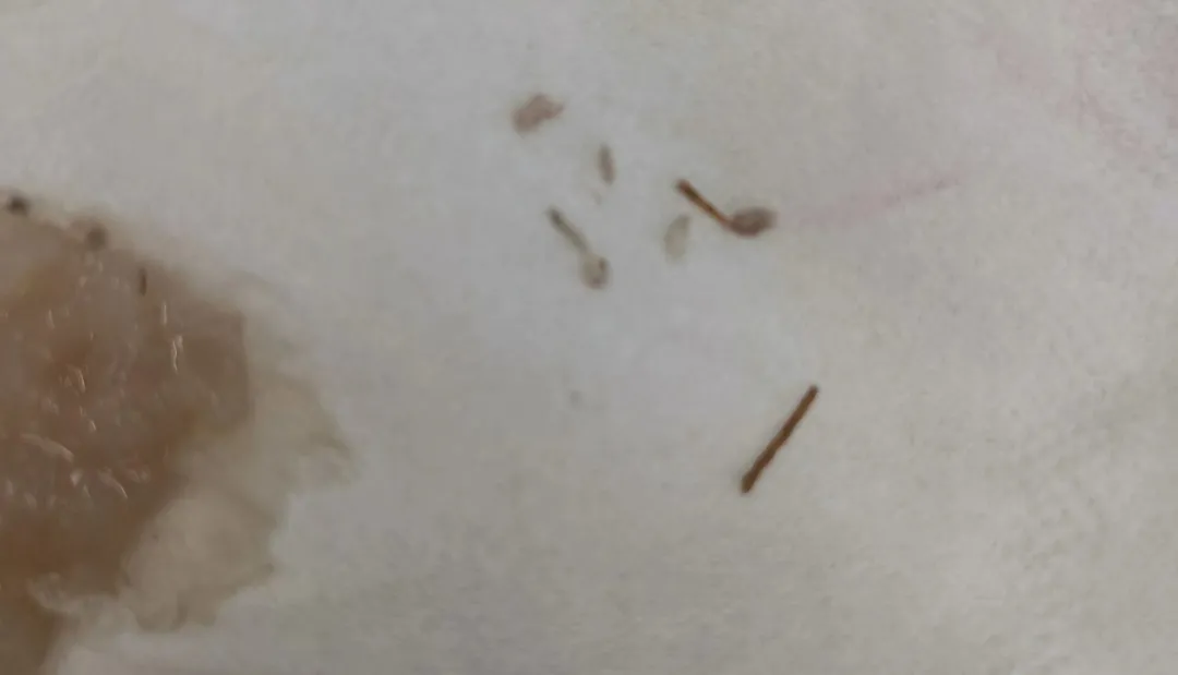 茶百道奶茶中疑現紙屑與樹枝狀物，店家回應系芋泥中所含番薯根須