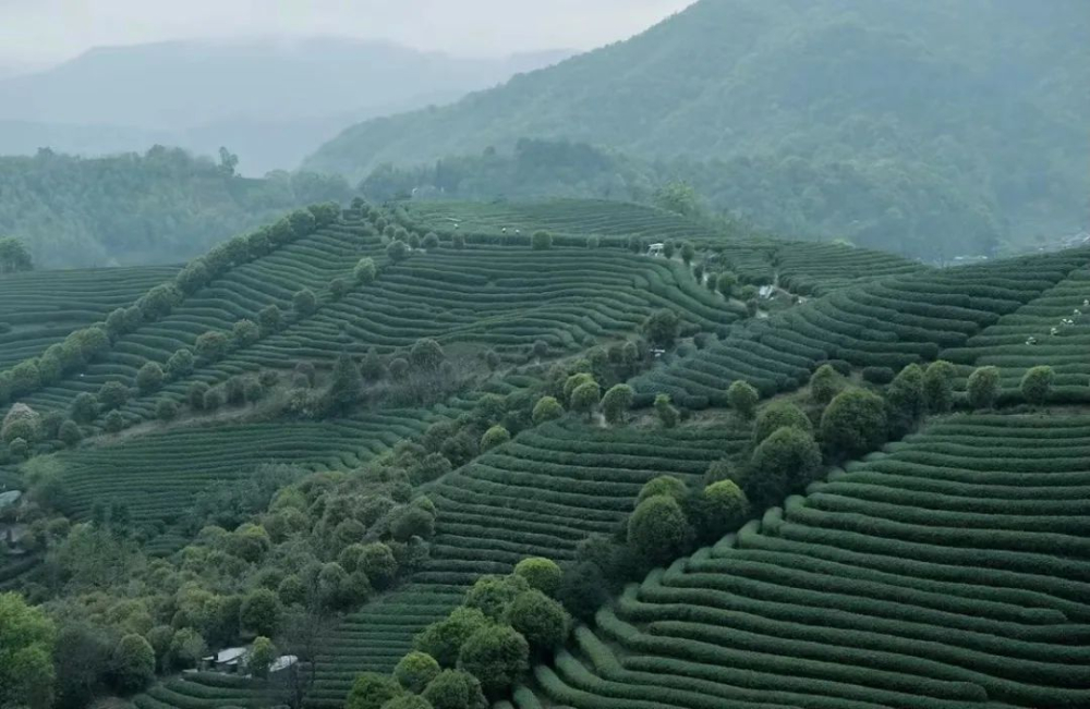 杭州龍塢鎮茶園露營咖啡車：春日採茶賞景喝咖啡的愜意體驗