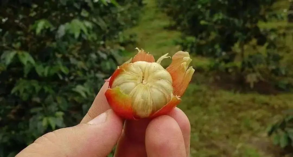 一顆咖啡果竟藏七粒豆?探祕阿拉比卡突變品種多籽咖啡的前世今生 一顆咖啡果竟藏七粒豆?探祕阿拉比卡突變品種多籽咖啡的前世今生