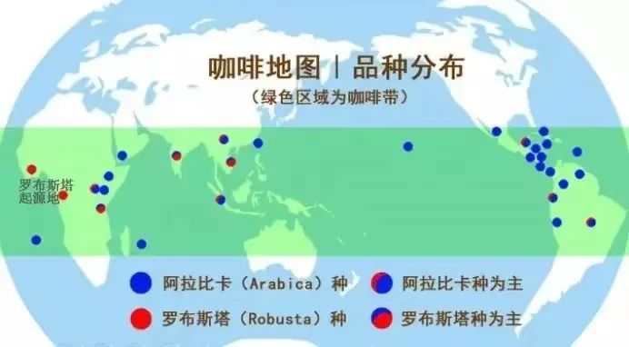 阿拉比卡與羅布斯塔豆差異全解析｜100%阿拉比卡標示的真相與兩大分支特性