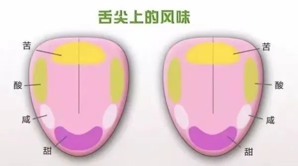 咖啡風味究竟靠喝還是靠聞?解析鼻前嗅覺與鼻後嗅覺的作用機制 咖啡風味究竟靠喝還是靠聞?解析鼻前嗅覺與鼻後嗅覺的作用機制