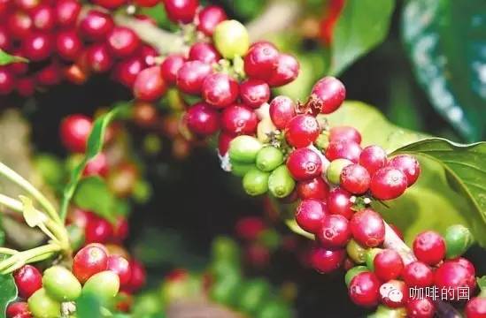 雲南小粒咖啡的崛起之路：從國際咖啡日到產業未來的全面解析