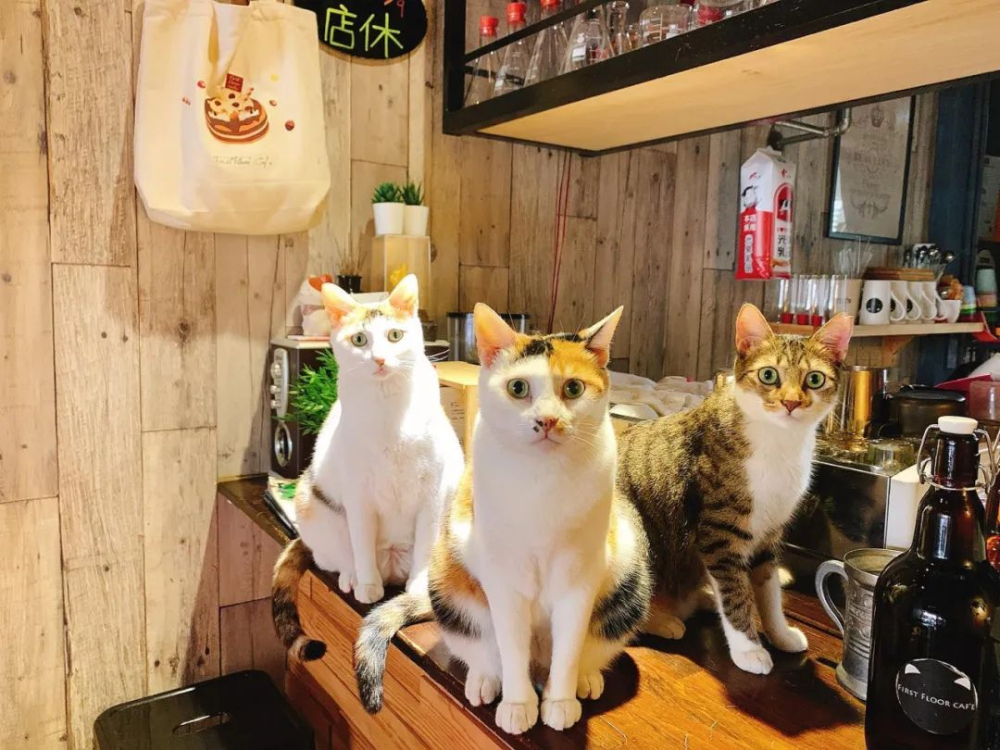 動物咖啡店真相揭密：從貓頭鷹到貓咪，動物福利隱憂全解析