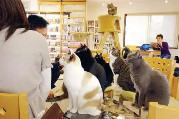 動物咖啡店真相揭密：從貓頭鷹到貓咪，動物福利隱憂全解析