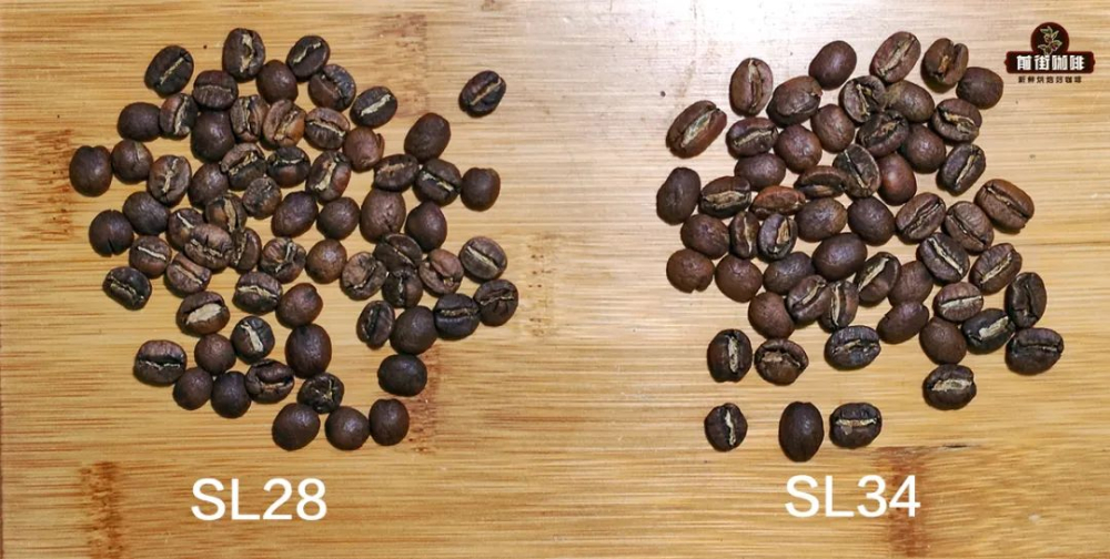 從外觀辨識阿拉比卡咖啡豆品種:鐵皮卡、波旁與瑰夏的視覺辨別技巧