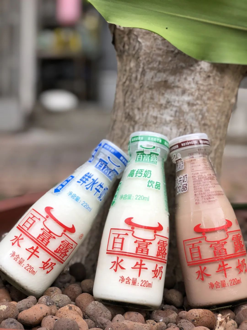 玻璃瓶水牛奶 vs 鮮牛奶咖啡實測:熱拿鐵、Dirty、冰摩卡風味全解析