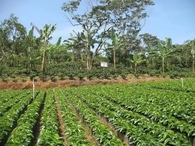 咖啡風味怎麼來？從產區到沖煮，5大關鍵全面解析