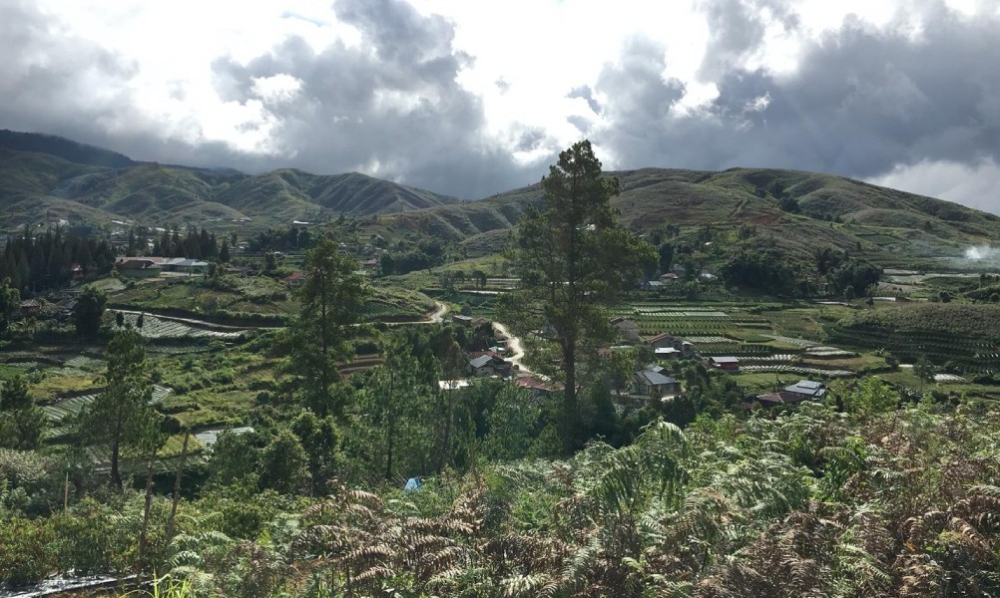 印尼曼特寧咖啡豆品種解析:溼刨法處理特色與風味衝泡全指南 印尼曼特寧咖啡豆品種解析:溼刨法處理特色與風味衝泡全指南