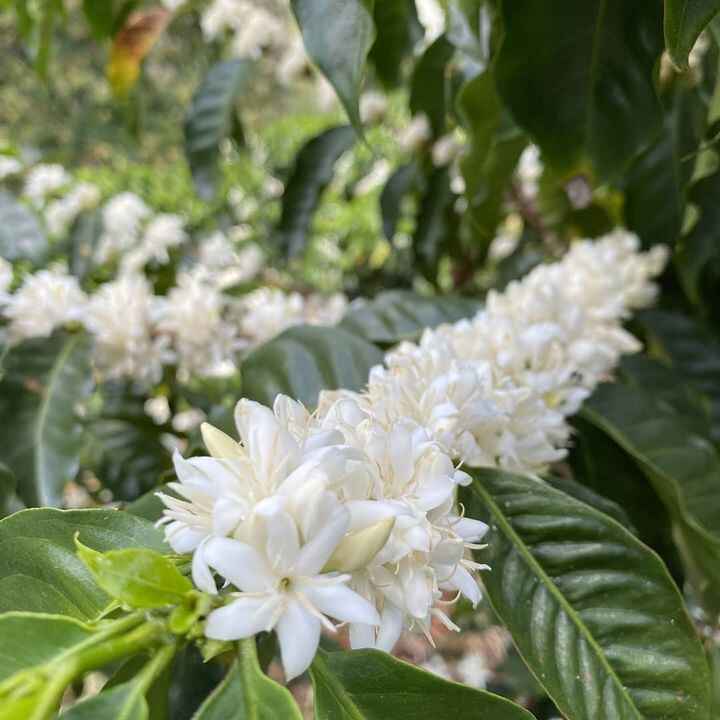哥斯達黎加望山瑰夏日曬豆評測:風味解析與V60手沖設定指南