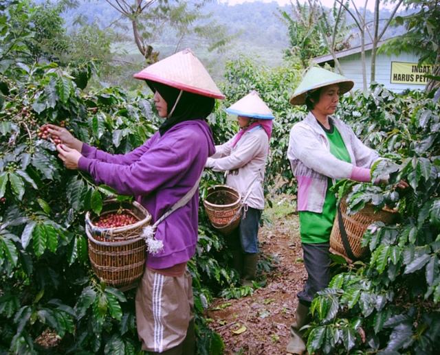 印尼黃金曼特寧手沖教學：溫度研磨粉水比與三段注水風味全解析