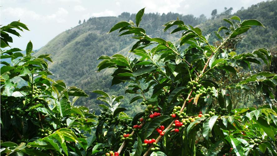 牙買加藍山咖啡產地分級品種處理法全解析及前街手衝參數分享
