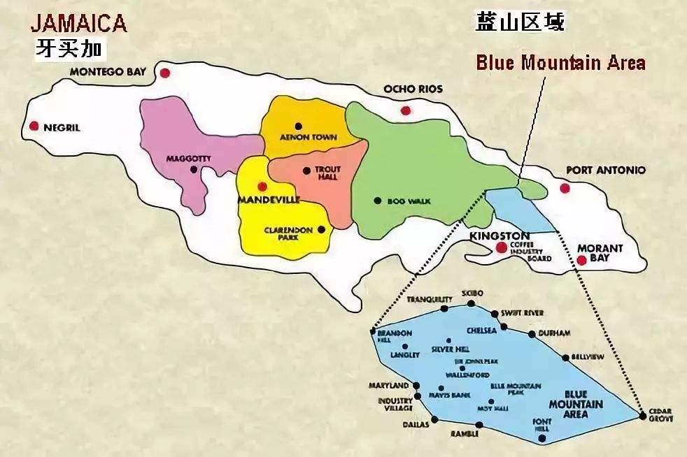 法壓壺沖煮藍山咖啡入門：水溫、研磨與風味比較全解析