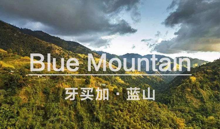 法壓壺沖煮藍山咖啡入門：水溫、研磨與風味比較全解析