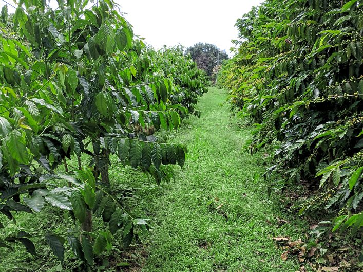 巴西咖啡全解析：從喜拉多產區到手沖萃取參數與風味特點