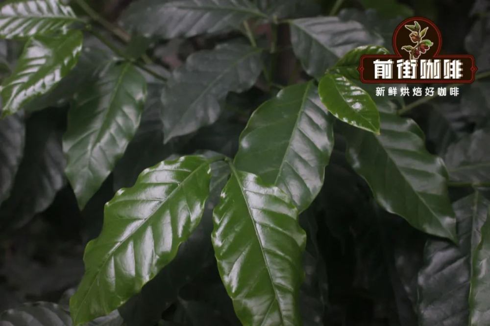 阿拉比卡咖啡豆種類與產地全解析｜風味特點與沖煮建議
