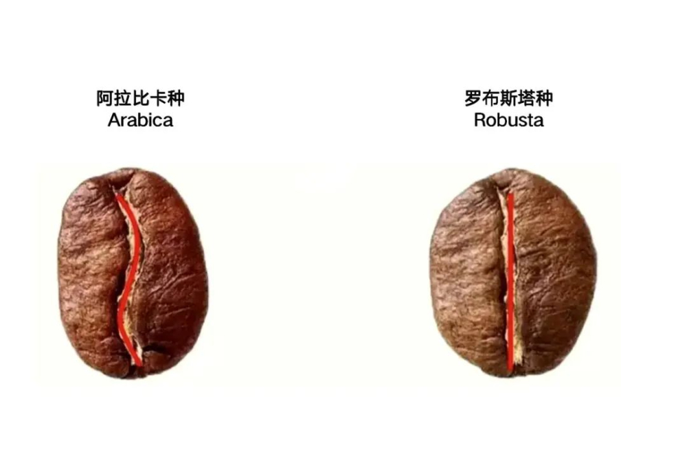 阿拉比卡咖啡手沖指南:從品種特色到手沖參數全解析