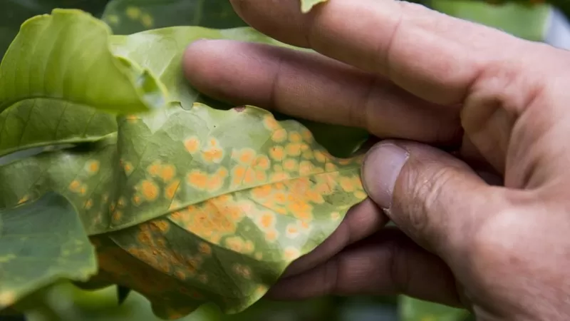 鐵皮卡咖啡品種深度解析:藍山為何是風味典範?手沖參數與種植挑戰