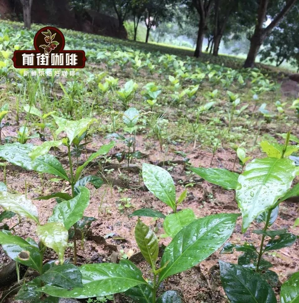 雲南鐵皮卡咖啡品種全解析｜手沖萃取參數與風味特點指南