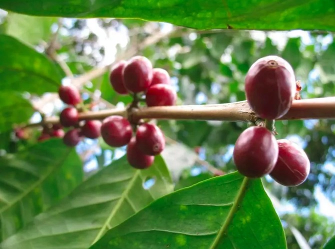 巴拿馬翡翠紅標瑰夏手沖全攻略｜風味解析與等級差異