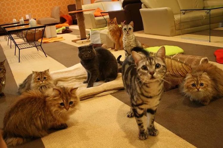 動物咖啡館暗黑面：從貓咖興起到非法野生動物交易的全解析