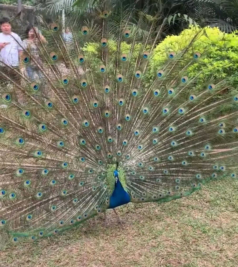 廣州動物園珍珠奶茶聯想引爭議，動物糞便圖片遭刪除原因解析