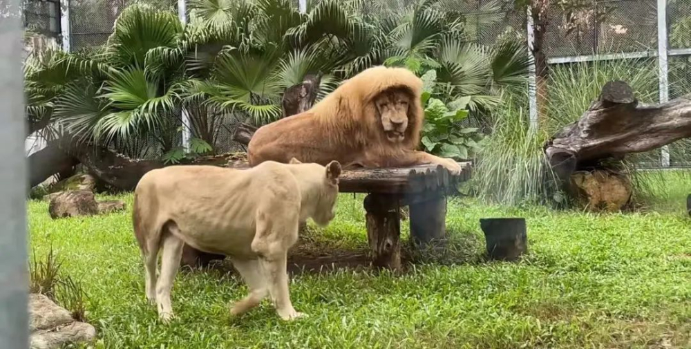 廣州動物園珍珠奶茶聯想引爭議，動物糞便圖片遭刪除原因解析