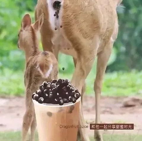 廣州動物園珍珠奶茶聯想引爭議，動物糞便圖片遭刪除原因解析