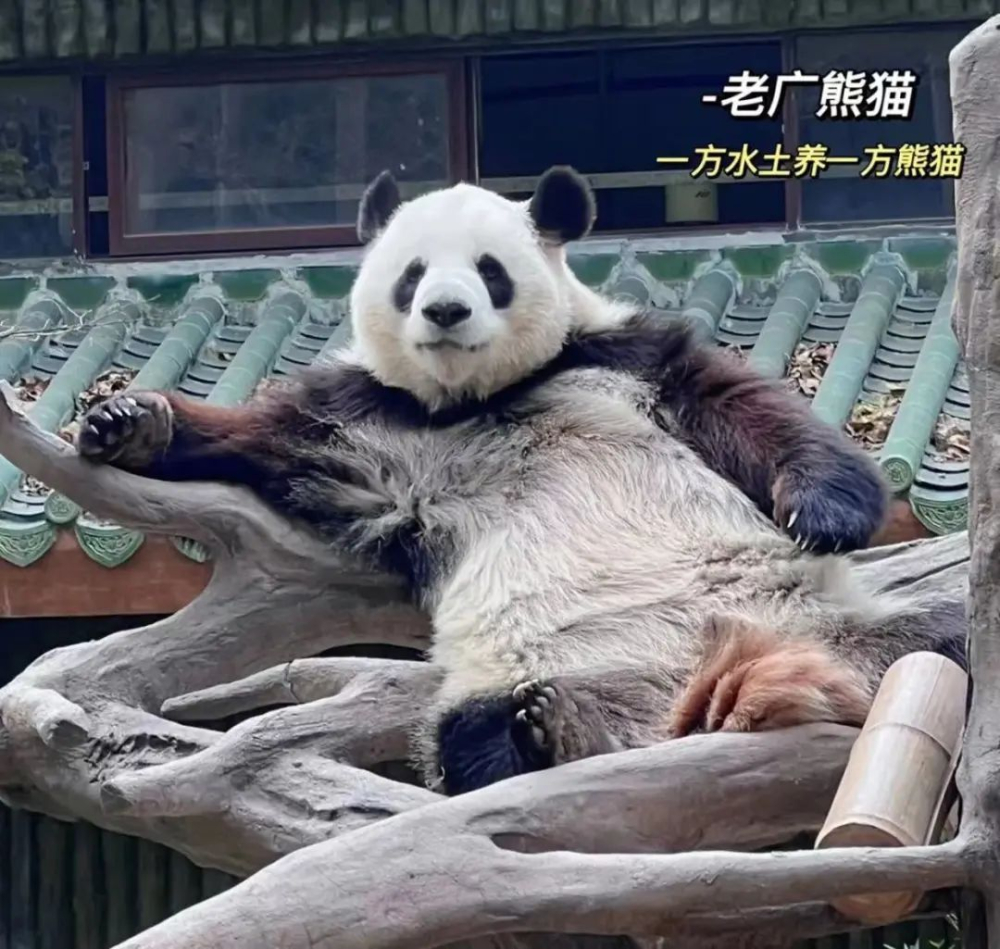 廣州動物園珍珠奶茶聯想引爭議，動物糞便圖片遭刪除原因解析