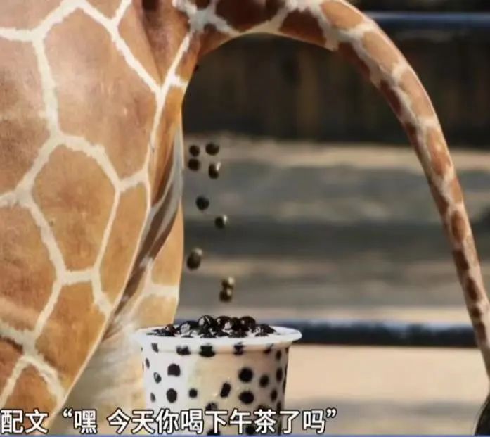 廣州動物園珍珠奶茶聯想引爭議，動物糞便圖片遭刪除原因解析