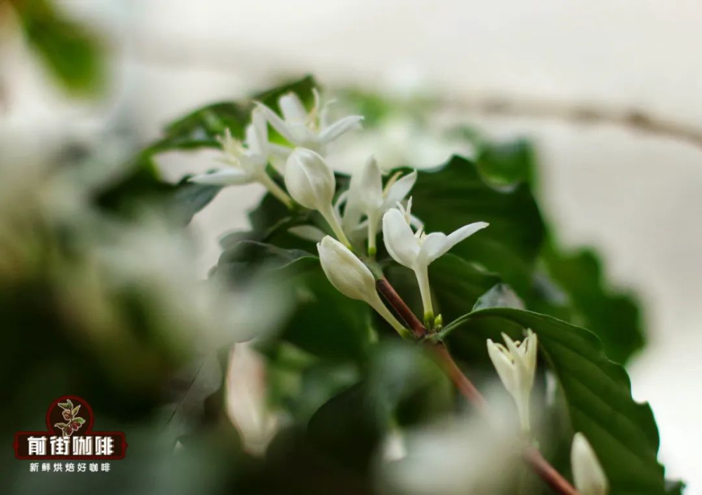 咖啡花期與結豆過程全解析｜賞花到風味萃取指南
