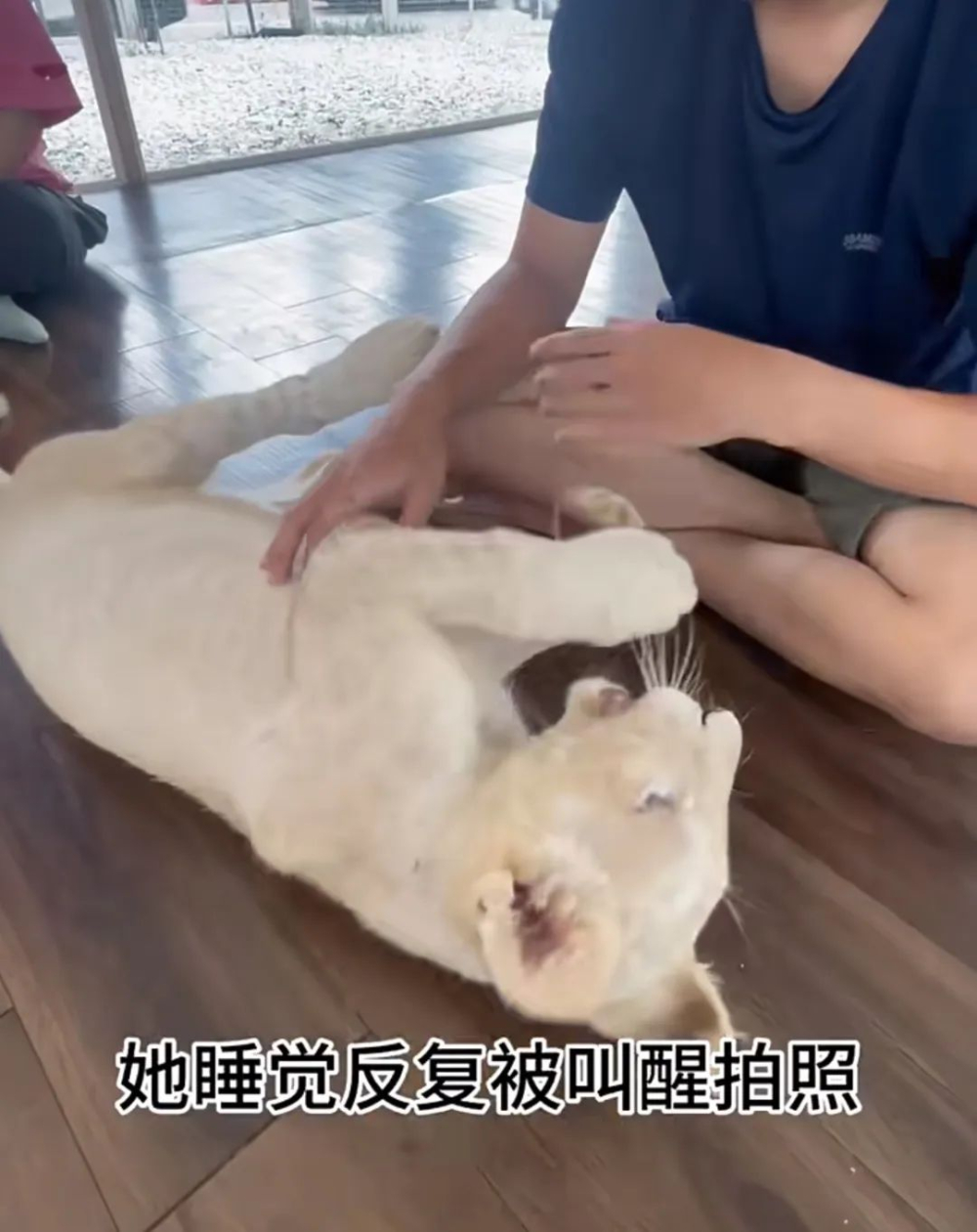 泰國動物咖啡廳獅子輕咬遊客事件解析與安全建議