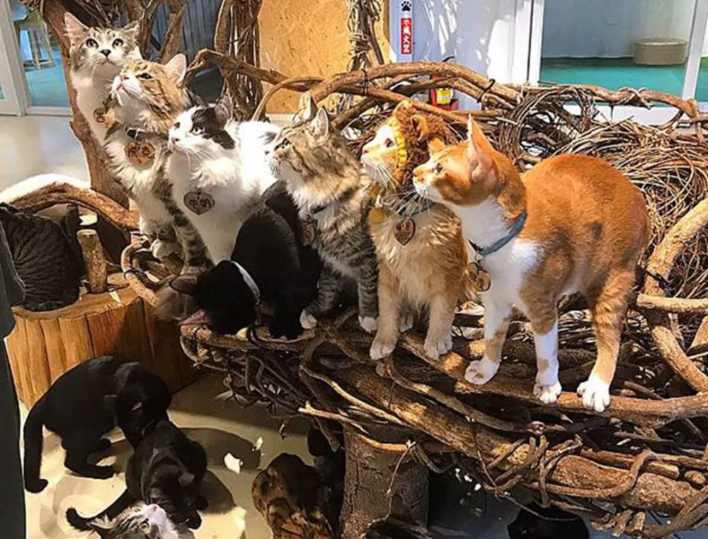 泰國動物咖啡廳獅子輕咬遊客事件解析與安全建議