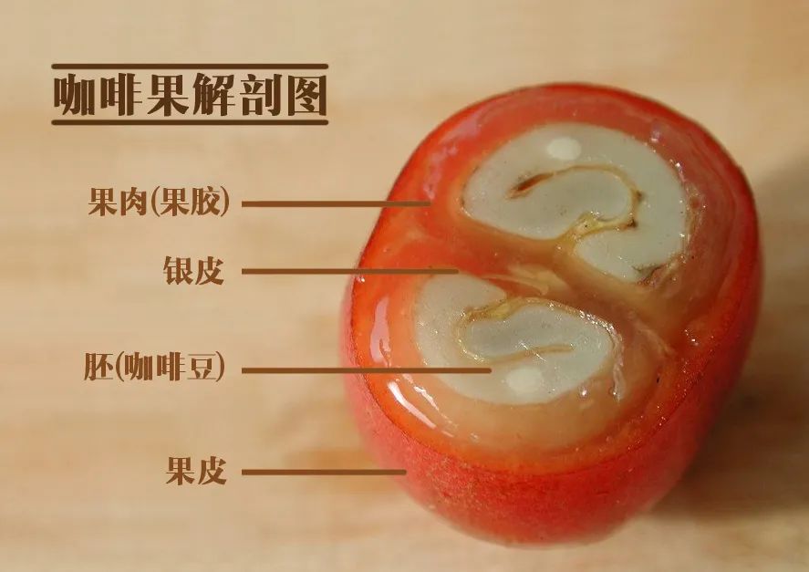 水洗咖啡豆酸香秘密：發酵工藝與處理步驟全解析
