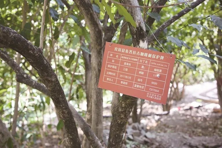 雲南咖啡產區風味解密：卡蒂姆品種特性與四大產區特色指南