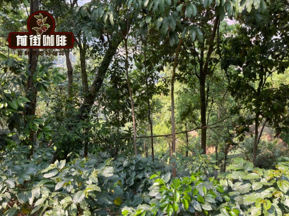 咖啡豆名稱怎麼來?從產地到莊園的完整分類解析