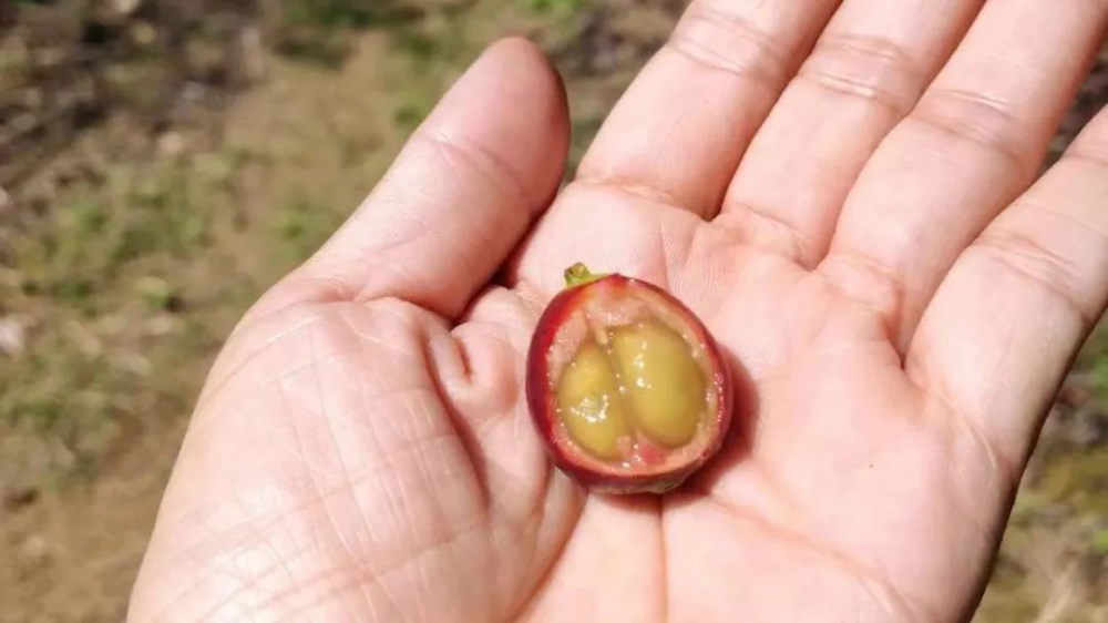 雲南小粒咖啡品種演變全解析：從鐵皮卡到卡蒂姆的風味轉變