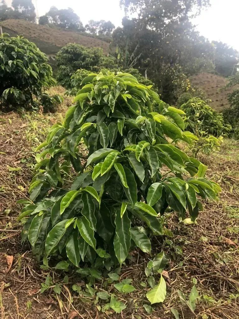 哥倫比亞奇洛索咖啡豆：BOP高價奪冠的風味秘密與品種淵源