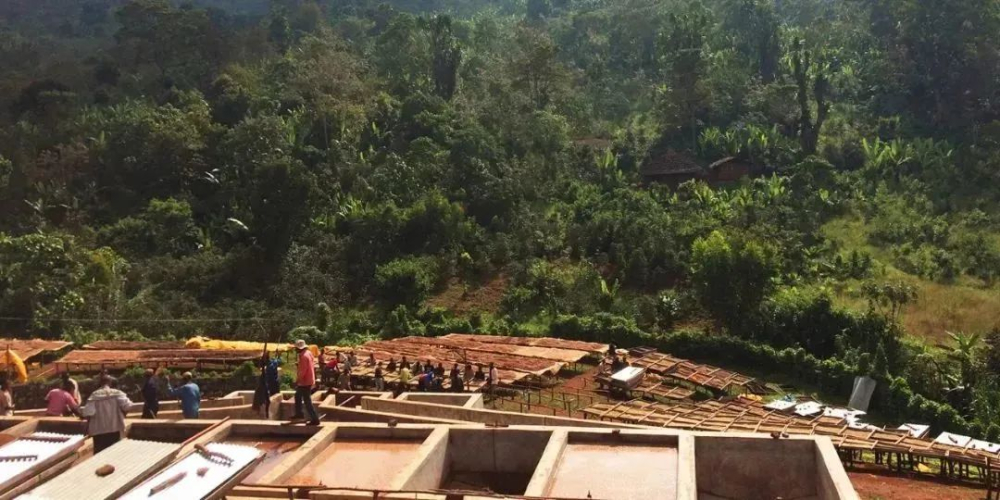 咖啡種植組織比較：莊園與合作社的運作模式與挑戰解析