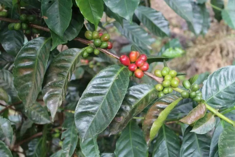 危地馬拉新東方產區瑰夏：蜜處理豆手沖風味與萃取技巧全攻略