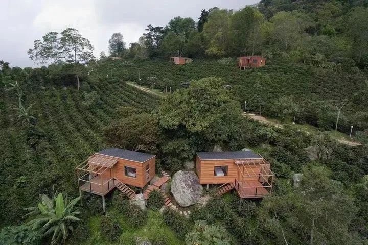 巴拿馬CCD處理計劃揭秘：棕櫚樹與大嘴鳥莊園如何打造創新風味