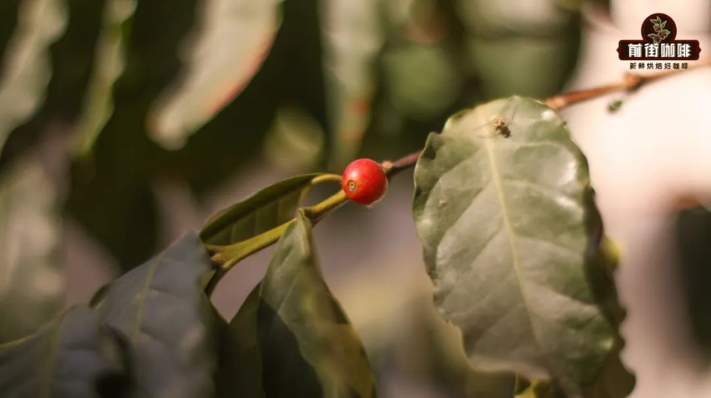 從種植環境看咖啡風味：海拔、土壤如何影響手沖風味表現