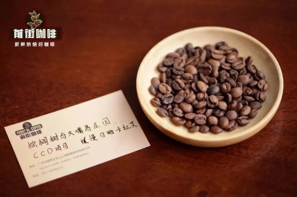 巴拿馬CCD處理計劃揭秘：棕櫚樹與大嘴鳥莊園如何打造創新風味