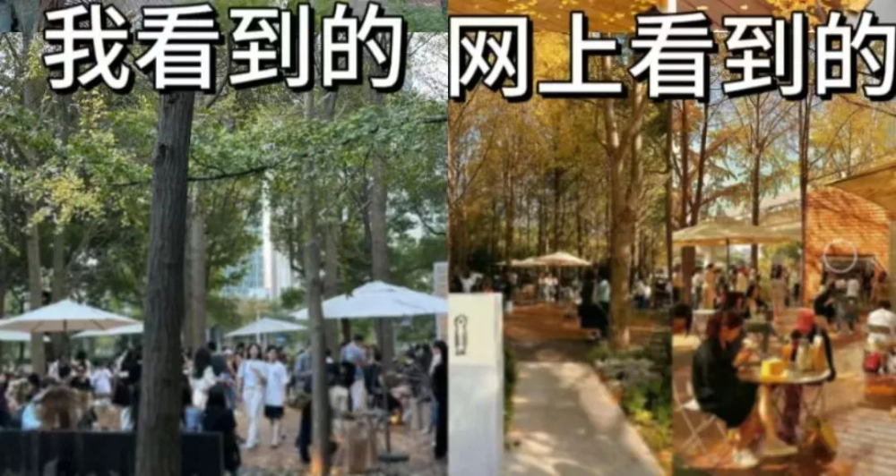 上海陸家嘴銀杏咖啡廳實地探訪:網美照與現場落差解析