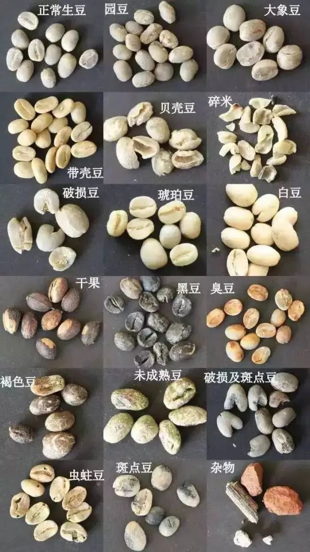 羅布斯塔咖啡逆勢崛起！氣候變遷下的高CP值選擇與精細化趨勢