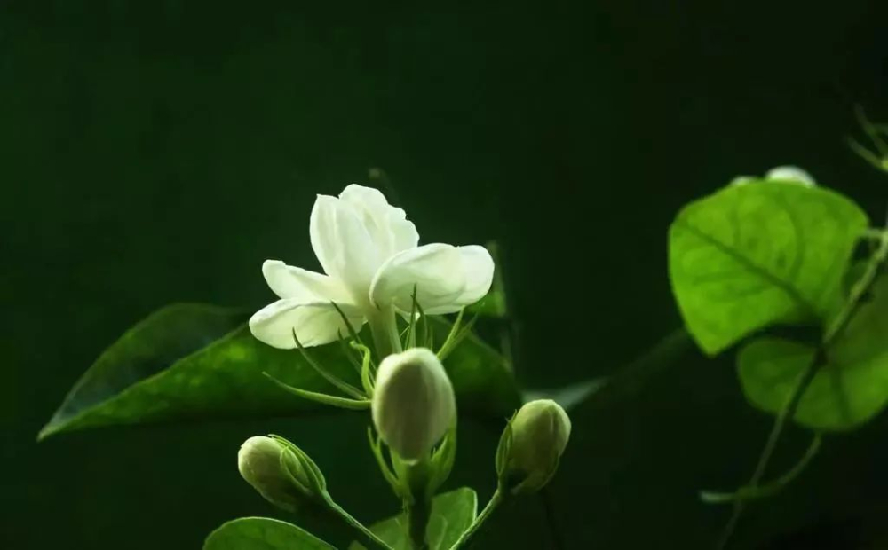 咖啡與茉莉花的創意融合：3種沖泡方式與參數實戰指南