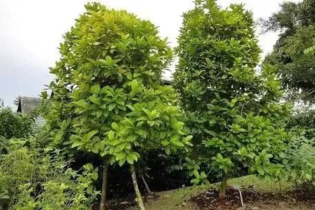 利比裡卡咖啡為何在菲律賓盛行？從大粒種起源到硬派風味解析